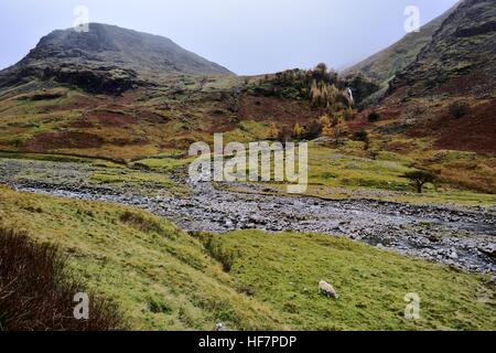 Einsame Schafe und Taylor Gill Force Stockfoto