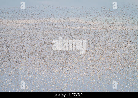 Roten Knoten (Calidris Canutus) Herde im Flug bei Flut Roost auf Snettisham RSPB Reserve. Norfolk. England. VEREINIGTES KÖNIGREICH. Stockfoto