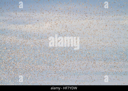 Roten Knoten (Calidris Canutus) Herde im Flug bei Flut Roost auf Snettisham RSPB Reserve. Norfolk. England. VEREINIGTES KÖNIGREICH. Stockfoto