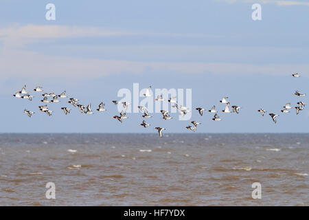 Eurasischen Austernfischer (Haematopus Ostralegus) strömen im Flug. Snettisham RSPB Reserve. Norfolk. England. VEREINIGTES KÖNIGREICH. Stockfoto