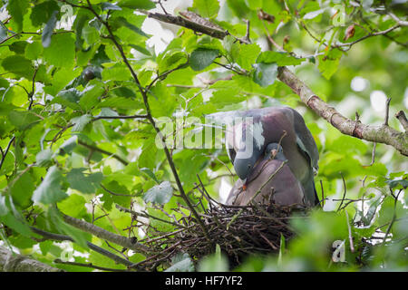 Gemeinsame Woodpigeon (Columba Palumbus), Männlich, Weiblich am Nest Filiale anzubieten. Titchwell RSPB Reserve. Norfolk. VEREINIGTES KÖNIGREICH. Stockfoto