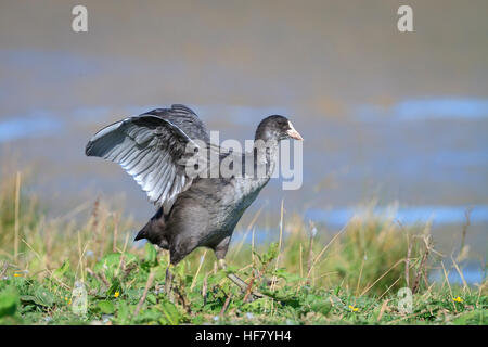 Gemeinsamen Blässhuhn (Fulica Atra) Jugendkriminalität in Lebensraum. Cley Sümpfe. Norfolk Wildlife Trust Reserve. Norfolk. England. VEREINIGTES KÖNIGREICH. Stockfoto