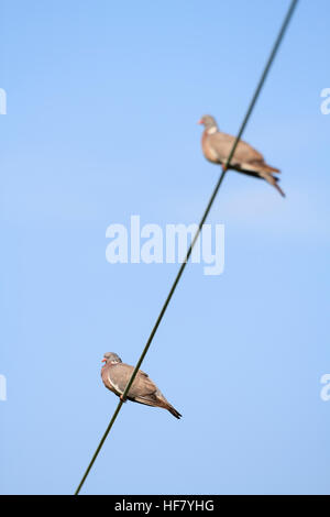 Gemeinsame Woodpigeon (Columba Palumbus) thront auf Draht. Cley Sümpfe. Norfolk Wildlife Trust Reserve. Norfolk. England. VEREINIGTES KÖNIGREICH. Stockfoto