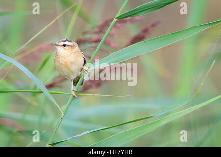 Schilfrohrsänger (Acrocephalus Schoenobaenus) im Lebensraum. Cley Sümpfe. Norfolk Wildlife Trust Reserve. Norfolk. England. VEREINIGTES KÖNIGREICH. Stockfoto