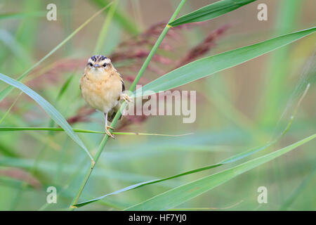 Schilfrohrsänger (Acrocephalus Schoenobaenus) im Lebensraum. Cley Sümpfe. Norfolk Wildlife Trust Reserve. Norfolk. England. VEREINIGTES KÖNIGREICH. Stockfoto