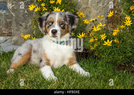 Drei Monate alte Blue Merle Australian Shepherd Welpen, Luna, posiert vor Herbst blühen Blumen Stockfoto