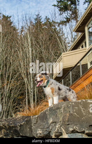 Drei Monate alte Blue Merle Australian Shepherd Welpen, Luna, Blick auf einem Felsvorsprung in ihrem gepflegten Garten Stockfoto