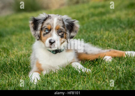 Drei Monate alte Blue Merle Australian Shepherd Welpen, Luna, eine kurze Rast in ihrem Hof nach einer Spielsitzung Stockfoto