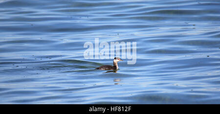 Ein Ohrentaucher im blauen Wasser schwimmen Stockfoto