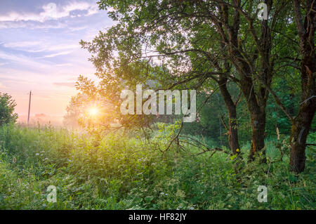 Am frühen Morgen Wald bei Sonnenaufgang mit Nebel im Sommer Stockfoto