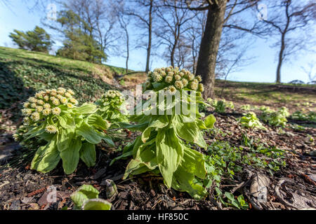 Petasites japonicus Japanischer Riesenbutterbur oder Fuki, Pflanze wächst im frühen Frühjahr Stockfoto