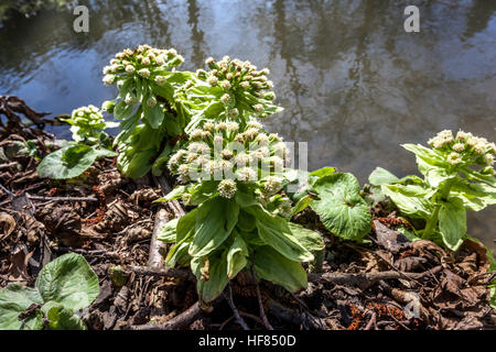 Blätter und Blumen, die aus dem Boden wachsen, Petasites japonicus, auch bekannt als japanischer Riesenbutterbur oder Fuki, Frühling Stockfoto