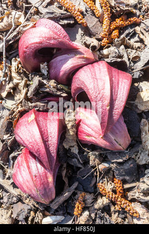 Skunkohl Symplocarpus foetidus erschießt junge Frühlingspflanzen Stockfoto