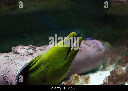 Nahaufnahme von einem grüne Muräne (Gymnothorax Funebris) Stockfoto