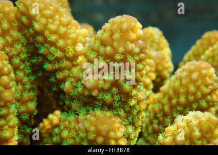 Makro der Finger Koralle Acropora Humilis, mit offenen Polypen, Pazifik, Französisch-Polynesien Stockfoto