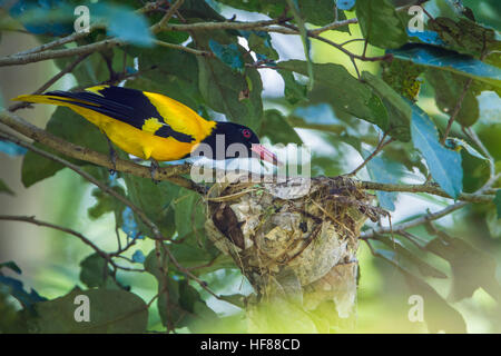 Schwarz mit Kapuze Oriole Minneriya Nationalpark, Sri Lanka; Specie Oriolus Xanthornus Familie Oriolidae Stockfoto