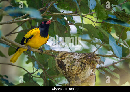 Schwarz mit Kapuze Oriole Minneriya Nationalpark, Sri Lanka; Specie Oriolus Xanthornus Familie Oriolidae Stockfoto