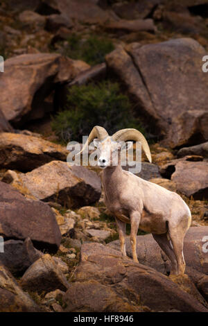 Dickhornschafe. Einzigen männlichen Ram. Stockfoto