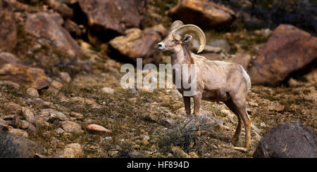 Dickhornschafe. Einzelne Ram. Stockfoto