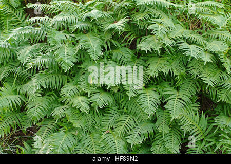 Dies ist der Farn Polypodium Cambricum, dem südlichen Maisöl, Familie Polypodiaceae Stockfoto