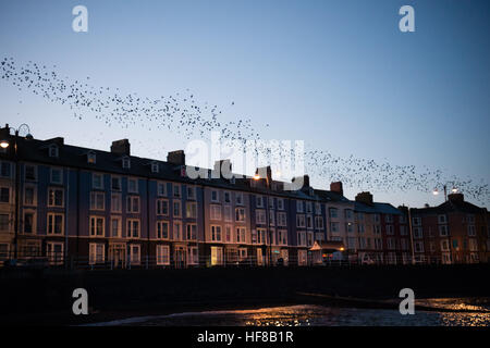 Aberystwyth Wales UK, Mittwoch, 28. Dezember 2016 UK Wetter: an der ersten Ampel als die Dämmerung bricht nach einer eisigen kalte Nacht mit Temperaturen weit unter Null Talfahrt, Zehntausende Stare fliegen in riesigen Schwärmen von ihrer Übernachtung Schlafplatz auf den gusseisernen Beinen Aberystwyth Pier an der Cardigan Bay Küste, West Wales.   Jeden Tag sie ihre Fütterung zerstreuen Gelände vor der Rückkehr in der Abenddämmerung, dramatische Luftbilder Anzeigen über die Küstenstadt durchzuführen Foto © Keith Morris / Alamy Live News Stockfoto