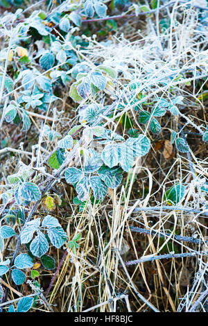 Aberystwyth Wales UK, Mittwoch, 28. Dezember 2016 UK Wetter: kalt und frostig Morgen in Aberystwyth, nach einer klaren Nacht mit Temperaturen weit unter Null Credit stürzen: Keith Morris/Alamy Live-Nachrichten Stockfoto