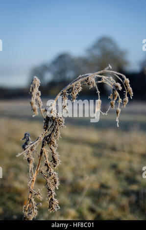 Milton Keynes, England, Vereinigtes Königreich. 28. Dezember 2016. Calverton, Milton Keynes. 28. Dezember 2016. Großbritannien Wetter. Eine eisige nebligen Kaltstart mit einem sehr starkem Frost um ländliche malerische Dorf Calverton, Milton Keynes. -3 Grad Celsius aufgezeichnet wurden, und Höhen heute werden voraussichtlich 4 Grad zu erreichen. © Francesca Moore/Alamy Live-Nachrichten Stockfoto