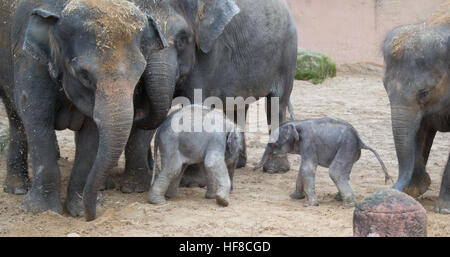 Hannover, Deutschland. 28. Dezember 2016. Eine Gruppe von Elefanten steht mit ihrem noch unbenannten männlich (R) und weibliche Jugendliche in einem Gehege im Zoo in Hannover, Deutschland, 28. Dezember 2016. Zwei Jungtiere wurden in den letzten Tagen zu der Gruppe von indischen Elefanten geboren. Zwei sind mehr noch schwanger. Foto: Jochen Lübke/Dpa/Alamy Live News Stockfoto