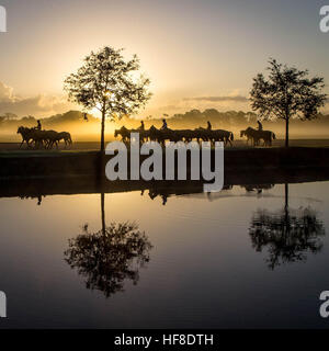 Wellington, Florida, USA. 28. Dezember 2016. Polo-Ponys sind bei Sonnenaufgang im Süden vierzig Polo Club in Wellington, FL am 28. Dezember 2016 ausgeübt. Polo und Pferdesport Saison kick-off im Januar. © Allen Eyestone/der Palm Beach Post/ZUMA Draht/Alamy Live-Nachrichten Stockfoto