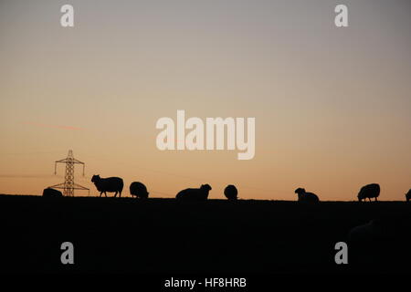 Snowdonia in Nord-Wales, UK. 28. Dezember 2016. Schafe weiden mit einem herrlichen Winter Sonnenuntergang auf dem Gebiet der Snowdonia in Nordwales © GARI WYN WILLIAMS/Alamy Live News Stockfoto