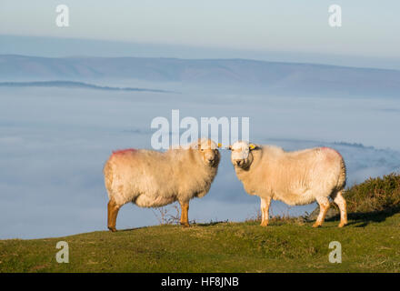 Zwei Schafe auf Titterstone Clee Hügel in Shropshire über dem Nebelmeer über die Landschaft. Stockfoto