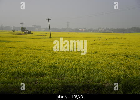 Dhaka, Bangladesch. 28. Dezember 2016. Blick auf ein Senf Ernte Blumenfeld bei Manikganj in der Nähe von Dhaka in Bangladesch. Am 28. Dezember 2016 Senf Feld in Bangladesch. Senf ist ein kühles Wetter Crop und wächst aus Samen im zeitigen Frühjahr gesät. Von Mitte Dezember bis Ende Januar kultivieren Bangladesch Bauern ihre Ernte von bunten gelben Senf Blumen, die in voller Blüte stehen. © Mamunur Rashid/Alamy Live-Nachrichten Stockfoto