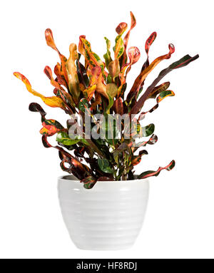 Schließen Sie sich attraktive Croton blühende Pflanze auf glänzenden weißen Topf isoliert auf weißem Hintergrund. Stockfoto