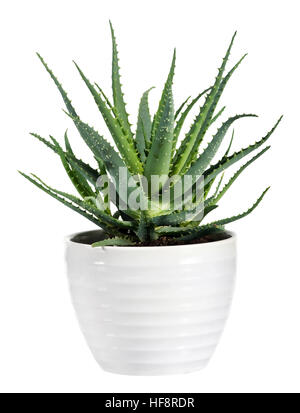 Sukkulenten Aloe-Vera-Pflanze auf weißen Topf, Isolated on White Background. Stockfoto