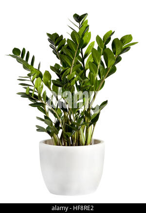 Kultivierte Zamioculcas Zimmerpflanze in einem einfachen weißen Blumentopf auf einem weißen Hintergrund Stockfoto