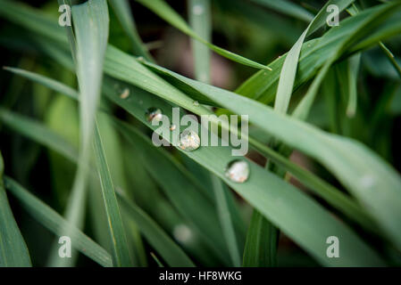 Grashalme nach dem Regen. Stockfoto