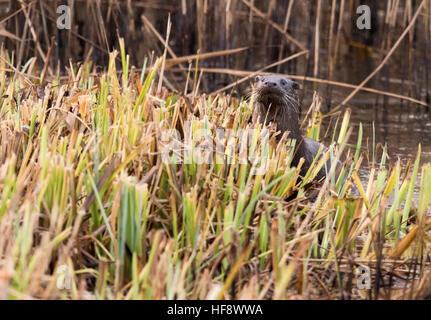 Eine eurasische Fischotter (Lutra Lutra) sucht Gefahr vor aus dem Wasser, Suffolk Stockfoto