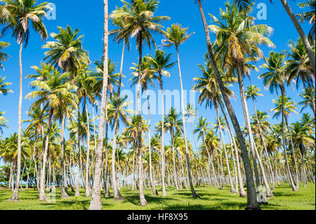 Palmen säumen die Ufer eines entfernten brasilianischen Strand an der Coconut Coast in Nordeste, Bahia, Brasilien Stockfoto