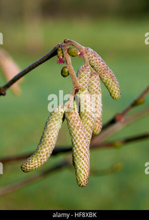 Hazel Kätzchen (männlich) und Blumen (weiblich) im Dezember. Hurst Lake, West Molesey, Surrey, England. Stockfoto