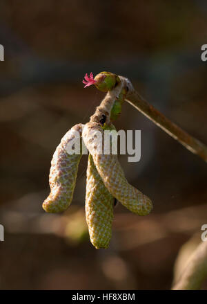 Hazel Kätzchen (männlich) und Blumen (weiblich) im Dezember. Hurst Lake, West Molesey, Surrey, England. Stockfoto