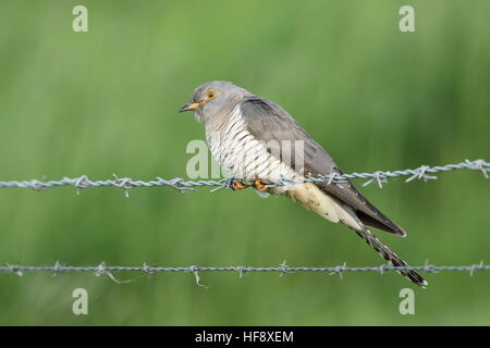 Gemeinsamen Kuckuck UK Stockfoto