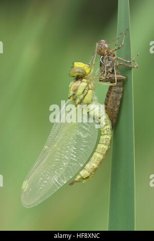 Südlichen Hawker aufstrebenden UK Stockfoto
