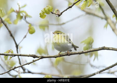 Wood Warbler UK Stockfoto