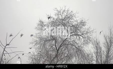 Vogelschwarm ausziehen aus einem Baum, eine Herde von schwarzen Krähen Vogelbaum trocken Stockfoto