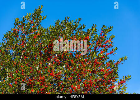 Holly Blättern und roten Beeren gegen blauen Himmel Stockfoto