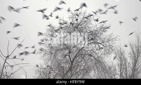 Vogelschwarm ausziehen aus einem Baum, eine Herde von schwarzen Krähen Vogelbaum trocken Stockfoto