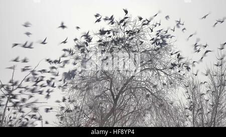 Vogelschwarm ausziehen aus einem Baum, eine Herde von schwarzen Krähen Vogelbaum trocken Stockfoto