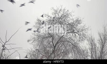 Vogelschwarm ausziehen aus einem Baum, eine Herde von schwarzen Krähen Vogelbaum trocken Stockfoto