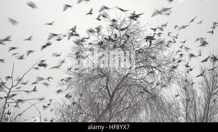 Vogelschwarm ausziehen aus einem Baum, eine Herde von schwarzen Krähen Vogelbaum trocken Stockfoto