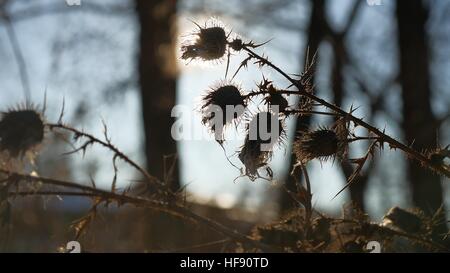 Dorn Silhouette Trockenrasen schaukelt im Wind gegen eine Landschaft Natur Wald Stockfoto